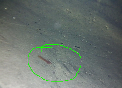 視頻內(nèi)窺鏡具有哪些特點？